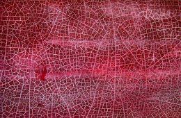 labour leadership election